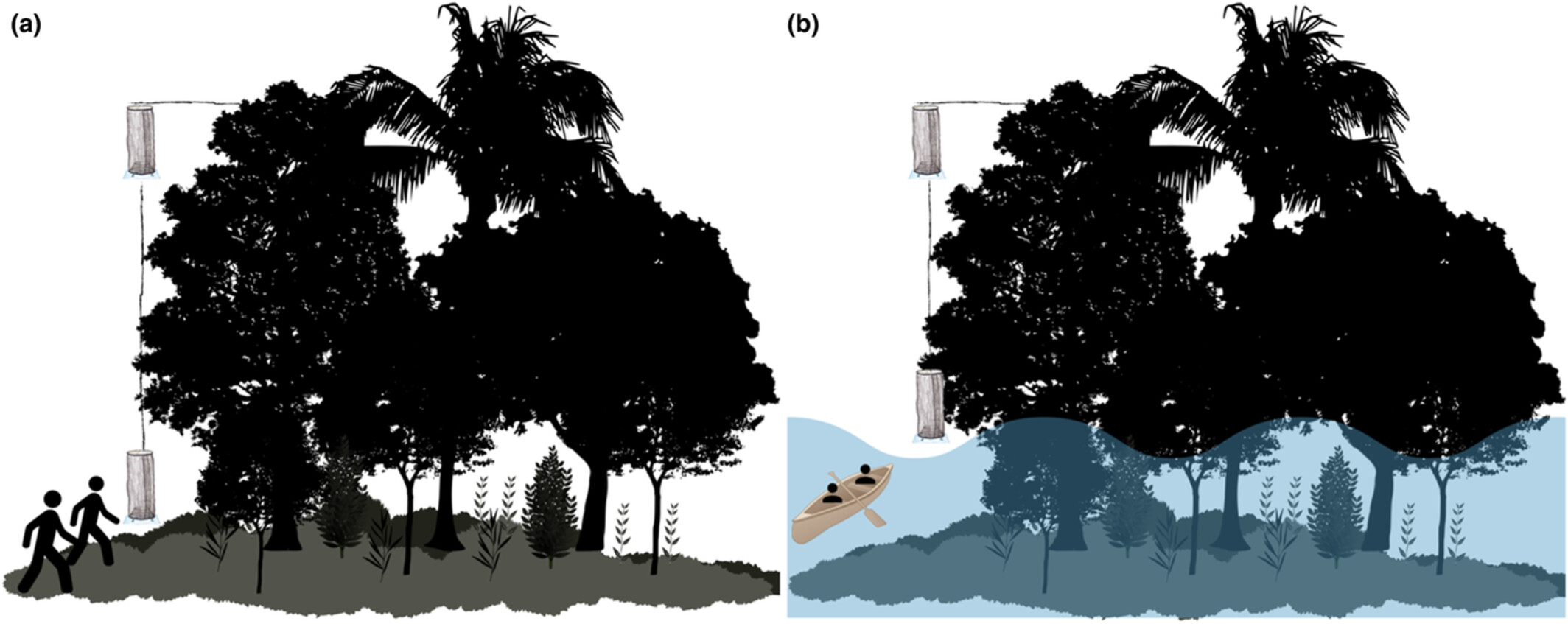 Seasonal flooding decreases fruit-feeding butterfly species dominance and increases spatial turnover in floodplain forests of central Amazonia