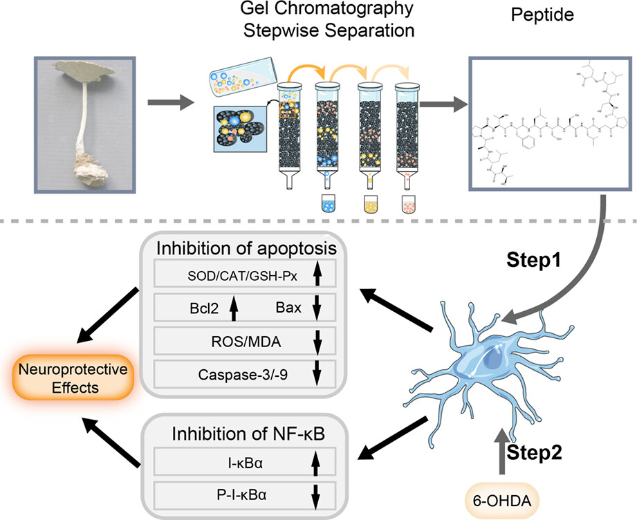 Neuroprotective effects of a novel peptide from Lignosus rhinocerotis against 6-hydroxydopamine-induced apoptosis in PC12 cells by inhibiting NF-κB activation