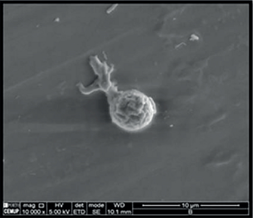 Details are in the caption following the image