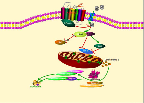 Opsin3 Downregulation Induces Apoptosis of Human Epidermal Melanocytes via Mitochondrial Pathway