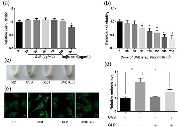 Ganoderma lucidum polysaccharide inhibits UVB-induced melanogenesis by antagonizing cAMP/PKA and ROS/MAPK signaling pathways