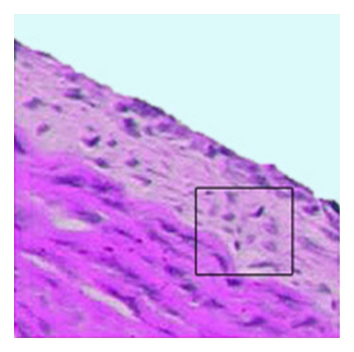 Details are in the caption following the image