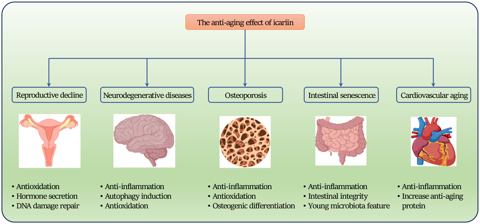 Anti-aging effects of icariin and the underlying mechanisms: A mini-review