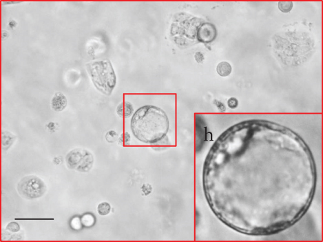 Details are in the caption following the image