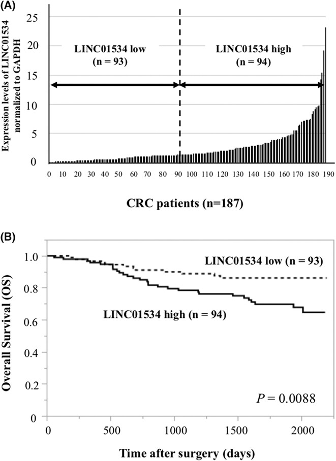 Long noncoding RNA 01534 maintains cancer stemness by downregulating endoplasmic reticulum stress response in colorectal cancer
