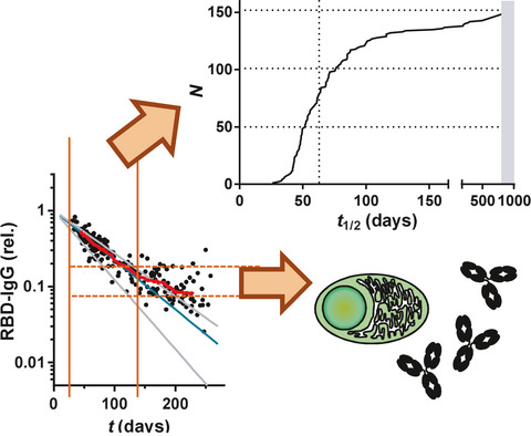 Dynamics of antibodies to SARS-CoV-2 in convalescent plasma donors