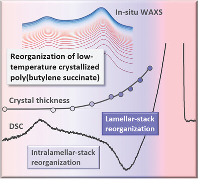 Reorganization of Poly(Butylene Succinate) Containing Crystals of Low Stability