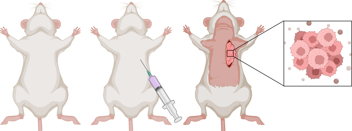 Optical parameters of healthy and tumor breast tissues in mice