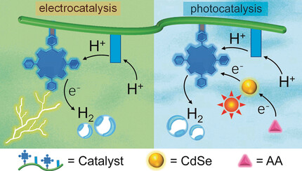 Water-Soluble Polymers with Appending Porphyrins as Bioinspired Catalysts for the Hydrogen Evolution Reaction