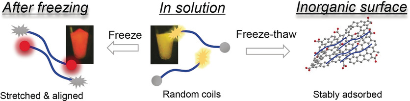 Freezing-directed Stretching and Alignment of DNA Oligonucleotides