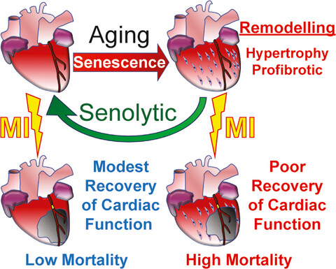 Pharmacological clearance of senescent cells improves survival and recovery in aged mice following acute myocardial infarction