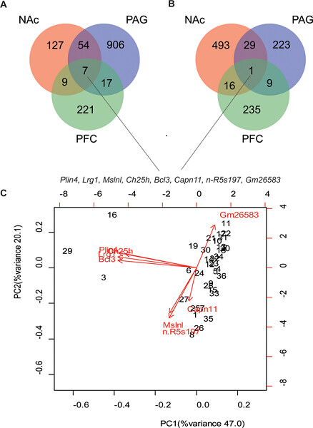 SP1, MYC, CTNNB1, CREB1, JUN genes as potential therapy targets for neuropathic pain of brain