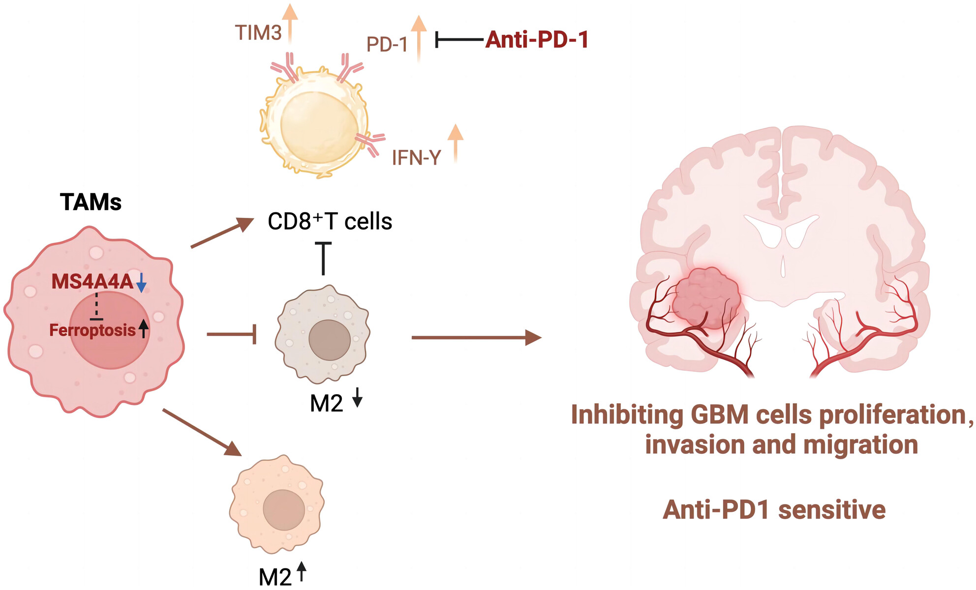 Targeting MS4A4A: A novel pathway to improve immunotherapy responses in glioblastoma