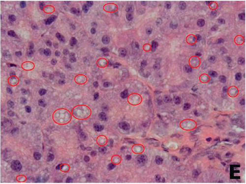 Details are in the caption following the image Details are in the caption following the image