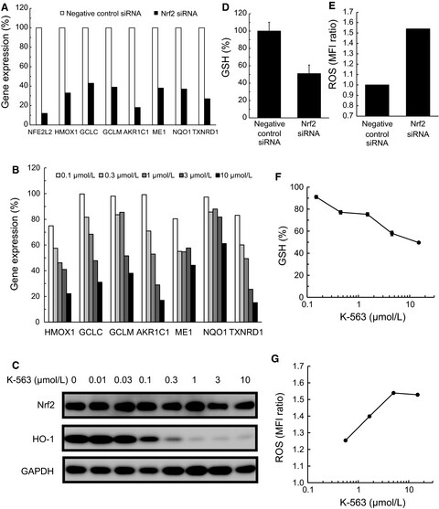 The discovery and characterization of K-563, a novel inhibitor of the Keap1/Nrf2 pathway produced by Streptomyces sp