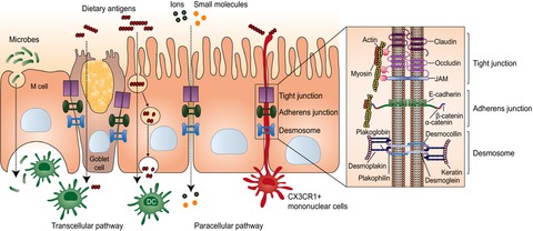 The complex task of measuring intestinal permeability in basic and clinical science