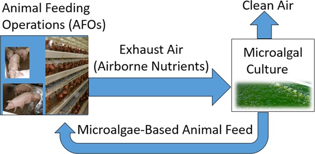 Microalgal Cultivation Using Animal Production Exhaust Air: Technical and Economic Feasibility