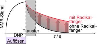 Scavenging Free Radicals To Preserve Enhancement and Extend Relaxation Times in NMR using Dynamic Nuclear Polarization