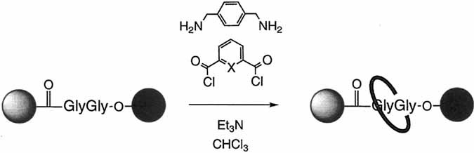 Glycylglycine Rotaxanes—The Hydrogen Bond Directed Assembly of Synthetic Peptide Rotaxanes