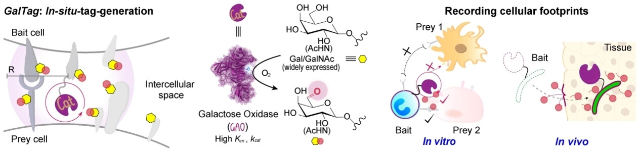 An In-Situ-Tag-Generation Proximity Labeling Technology for Recording Cellular Interactions