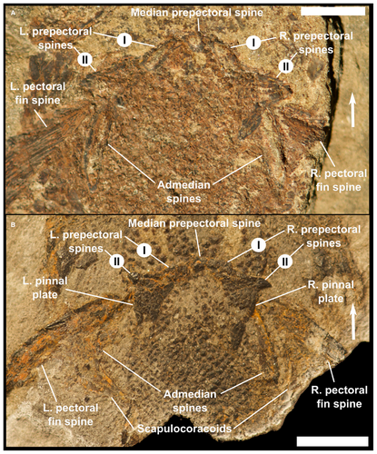 Details are in the caption following the image Details are in the caption following the image