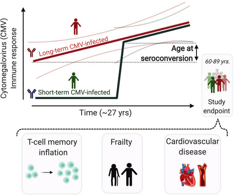 Limited effect of duration of CMV infection on adaptive immunity and frailty: insights from a 27-year-long longitudinal study