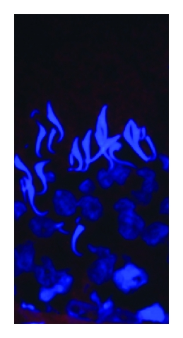Details are in the caption following the image