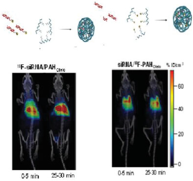 Positron Emission Tomography Studies of the Biodistribution, Translocation, and Fate of Poly Allyl Amine-Based Carriers for Sirna Delivery by Systemic and Intratumoral Administration