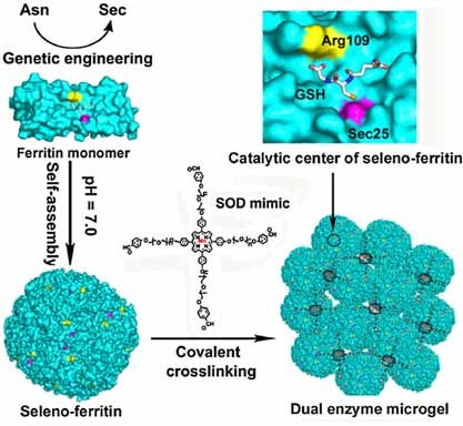 A Dual Enzyme Microgel with High Antioxidant Ability Based on Engineered Seleno-Ferritin and Artificial Superoxide Dismutase
