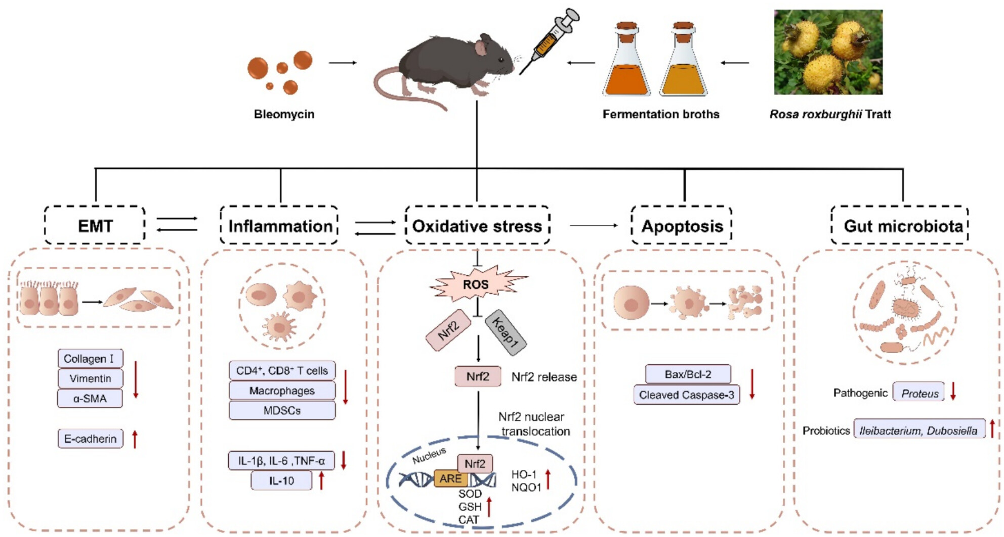 Rosa roxburghii Fermentation Broths Attenuate Bleomycin-Induced Pulmonary Fibrosis by Activating the Nrf2/HO-1/NQO1 Signaling Pathway and Modulating Gut Microbiota