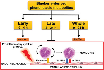 Physiological Concentrations of Blueberry-Derived Phenolic Acids Reduce Monocyte Adhesion to Human Endothelial Cells