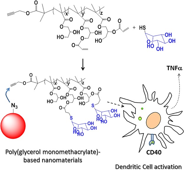 An Orthogonal Click-Chemistry Approach to Design Poly(glycerol monomethacrylate)-based Nanomaterials for Controlled Immunostimulation