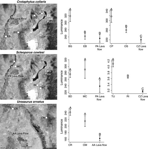 Local adaptation does not lead to genome-wide differentiation in lava flow lizards