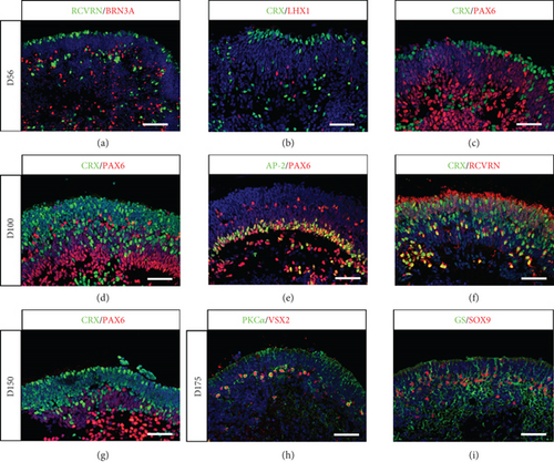 Details are in the caption following the image Details are in the caption following the image