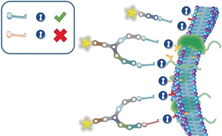 Molecular Scaffolds as Double-Targeting Agents For the Diagnosis and Treatment of Neuroblastoma