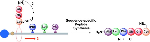 A Supramolecular Peptide Synthesizer
