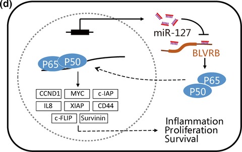 MicroRNA-127-5p targets the biliverdin reductase B/nuclear factor-κB pathway to suppress cell growth in hepatocellular carcinoma cells