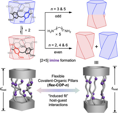 Chiral Self-Sorting of Flexible Covalent Organic Pillars for Adaptive Molecular Recognition