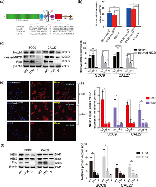 Membrane-tethered Notch1 exhibits oncogenic property via activation of EGFR–PI3K–AKT pathway in oral squamous cell carcinoma
