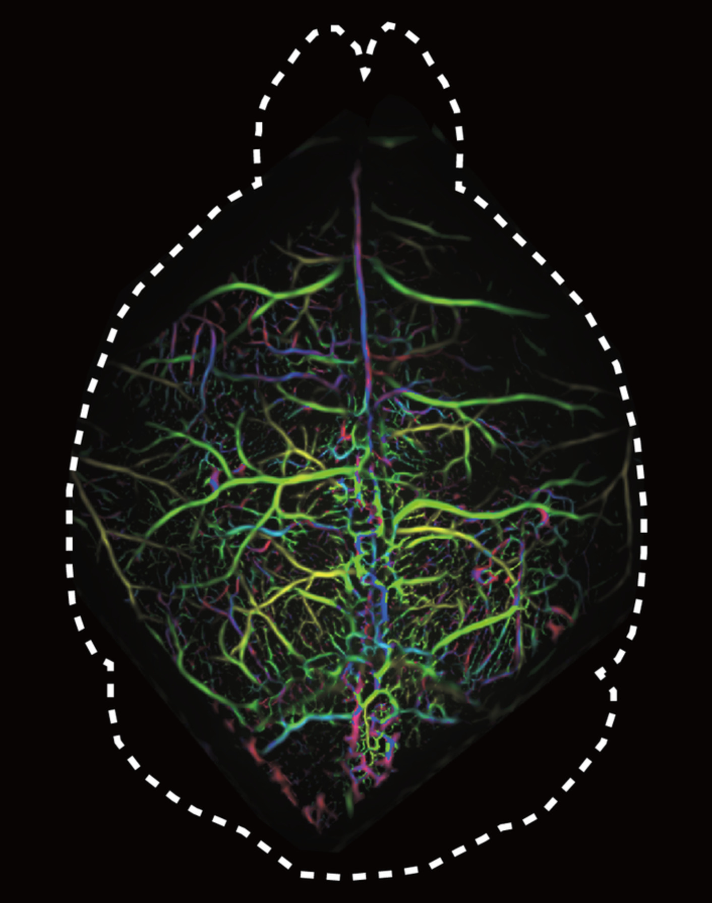 Cortex-wide microcirculation mapping with ultrafast large-field multifocal illumination microscopy