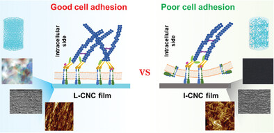 Improved Cell Adhesion on Self-Assembled Chiral Nematic Cellulose Nanocrystal Films