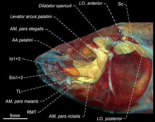 Details are in the caption following the image Details are in the caption following the image