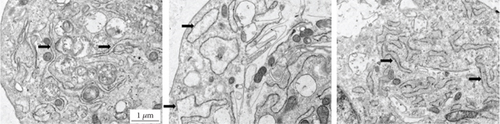Details are in the caption following the image
