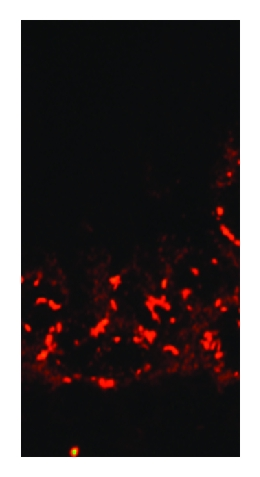 Details are in the caption following the image