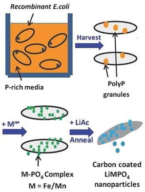 Recycling Bacteria for the Synthesis of LiMPO4 (M = Fe, Mn) Nanostructures for High-Power Lithium Batteries
