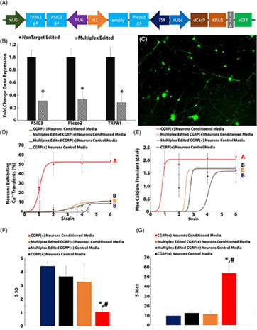 Multiplex epigenome editing of ion channel expression in nociceptive neurons abolished degenerative IVD-conditioned media-induced mechanical sensitivity