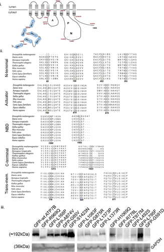 Details are in the caption following the image Details are in the caption following the image