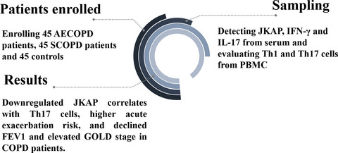 Circulating JNK pathway-associated phosphatase: A novel biomarker correlates with Th17 cells, acute exacerbation risk, and severity in chronic obstructive pulmonary disease patients