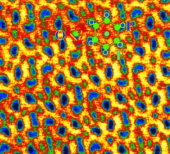 Fluorine in Shark Teeth: Its Direct Atomic-Resolution Imaging and Strengthening Function