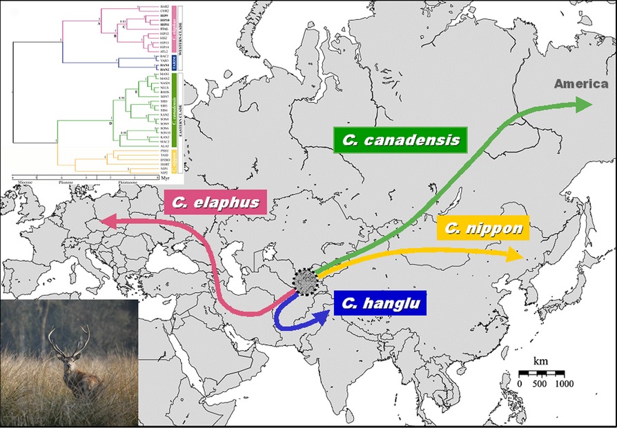 Insights into the evolutionary history of Cervus (Cervidae, tribe Cervini) based on Bayesian analysis of mitochondrial marker sequences, with first indications for a new species Issue 4, 2015